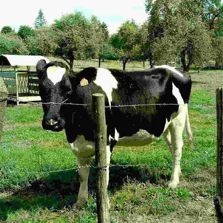 לינה וארוחת בוקר Refuge De Martin De Connee Mayenne *